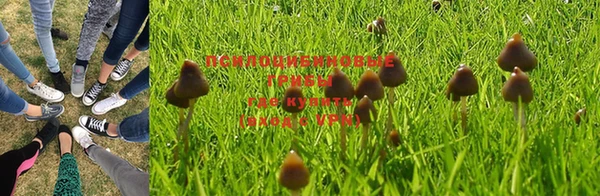 шишки Белокуриха