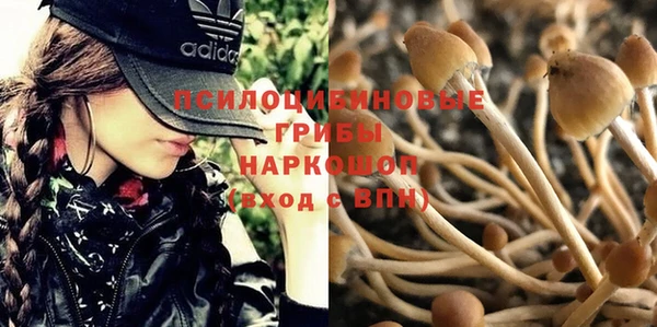 шишки Белокуриха